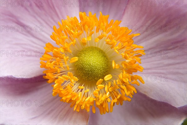 Japanese Anemone (Anemone sp.)