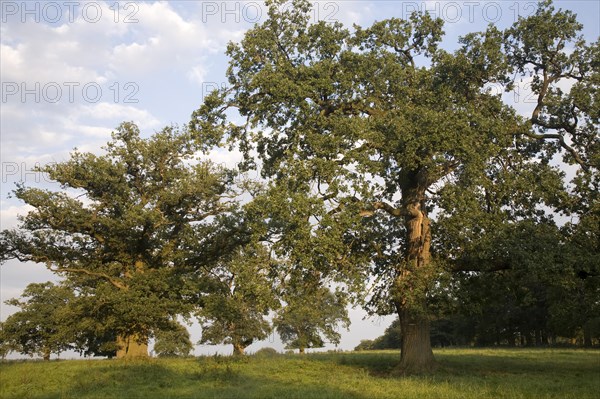 Oak trees in the evening light