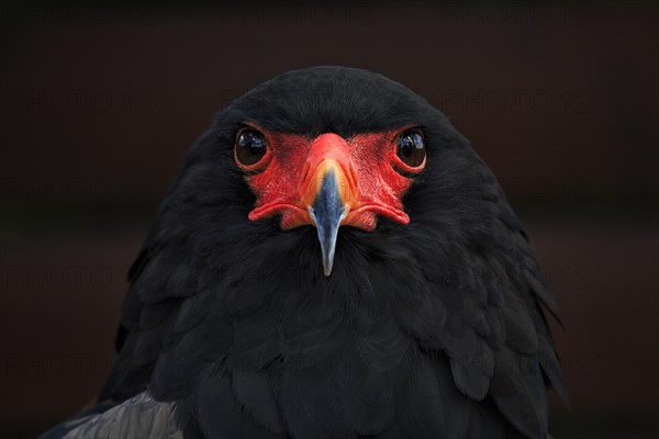 Bateleur (Terathopius ecaudatus)