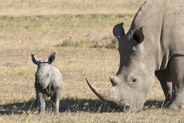 White Rhinoceros (Ceratotherium simum)