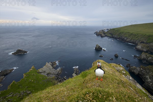 Atlantic Puffin (Fratercula arctica) adult