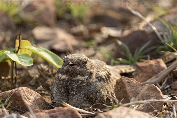 Savanna nightjar (Caprimulgus affinis)