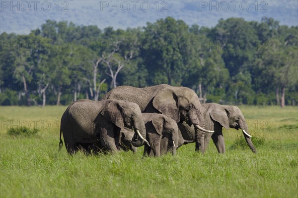 African elephants (Loxodonta africana)