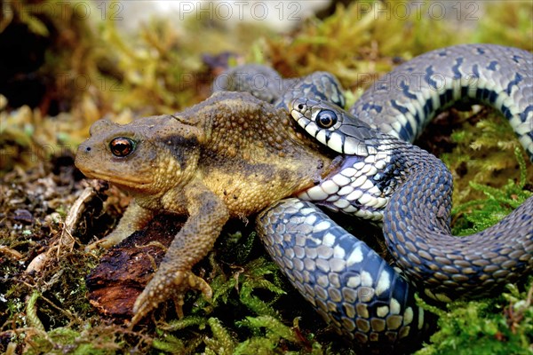 Barred grass snake (Natrix helvetica)