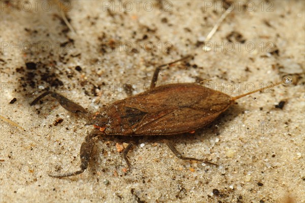 Water scorpion (Nepa cinerea)