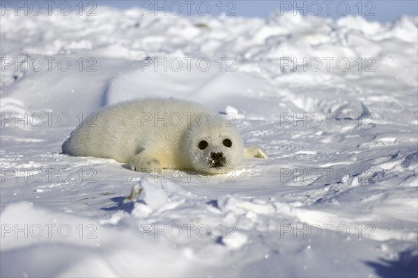 Harp Seal or Saddleback Seal (Pagophilus groenlandicus