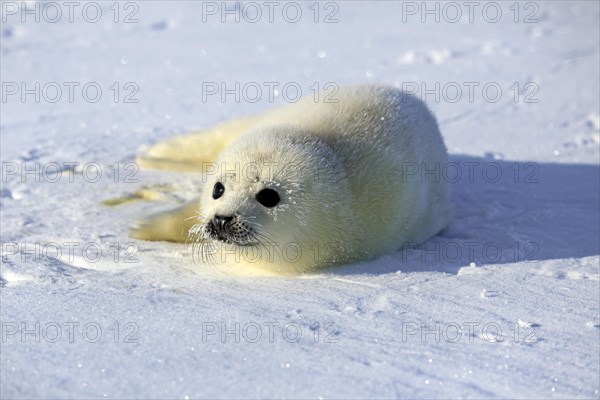 Harp Seal or Saddleback Seal (Pagophilus groenlandicus