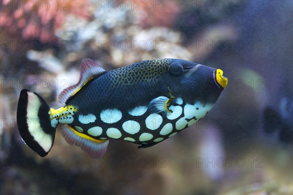 Clown Triggerfish