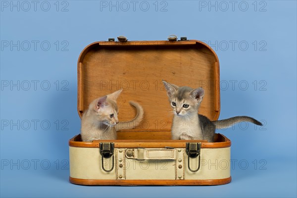 Two Abyssinian kittens