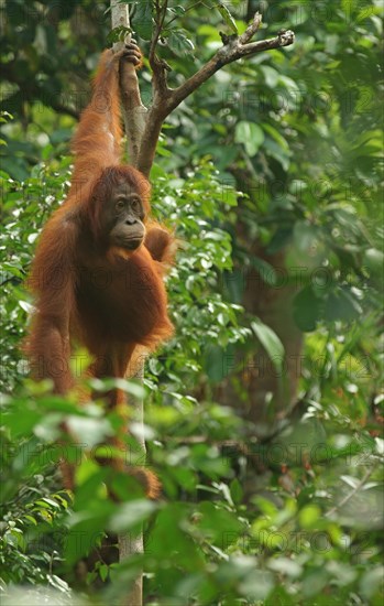 Bornean Orangutan (Pongo pygmaeus)