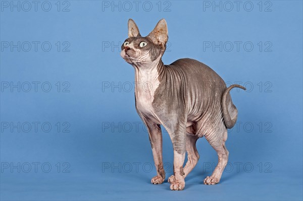 Canadian Sphynx cat