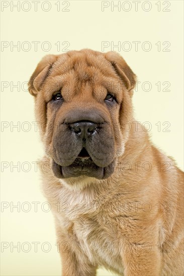 Shar Pei puppy