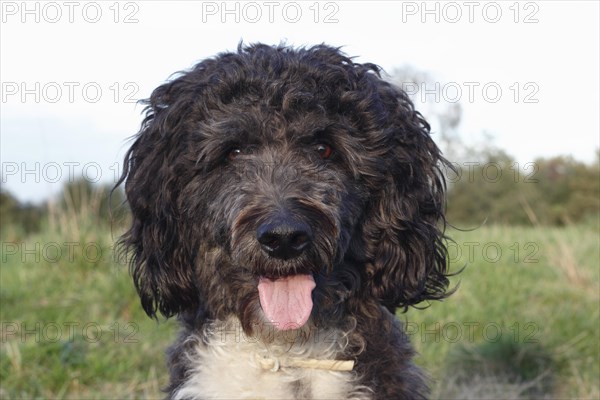 Aussiedoodle