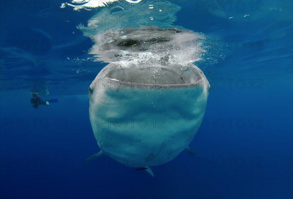 Whale shark (Rhincodon typus) Bohol Sea