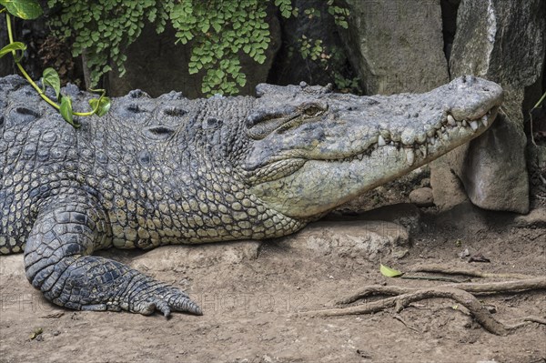 Saltwater Crocodile (Crocodylus porosus)