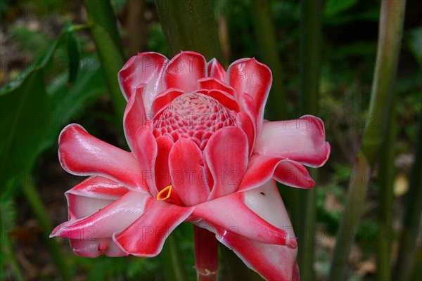 Torch Ginger (Etlingera elatior)