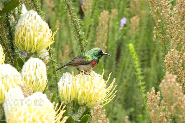 Southern double-collared sunbird (Cinnyris chalybeus)