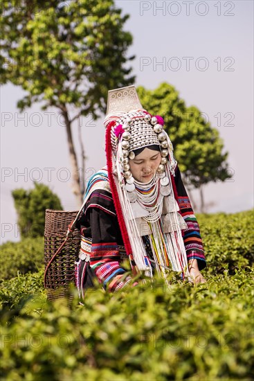 Akha hill tribe woman picking tea