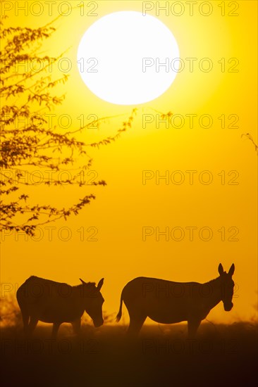 Onager (Equus hemionus)