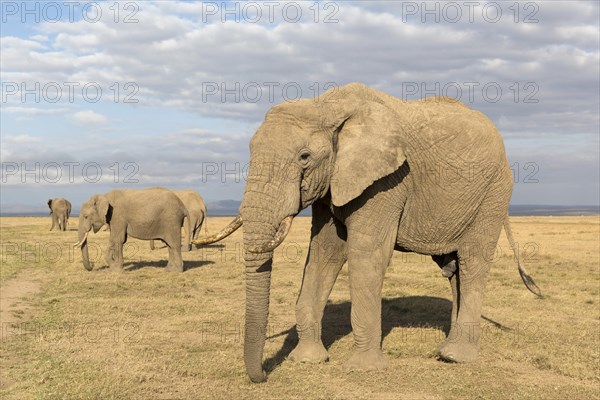 African Elephants (Loxodonta africana) four adults