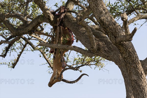 African Leopard (Panthera pardus pardus) kill