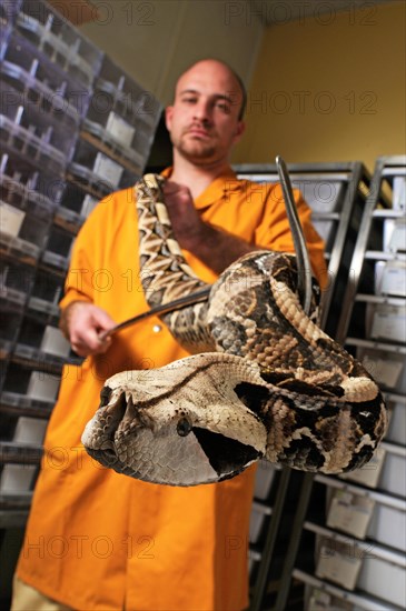 West gabon viper (Bitis rhinoceros)