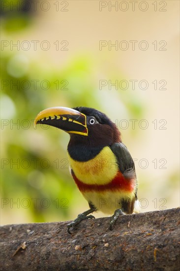 Chestnut-eared Aracari (Pteroglossus castanotis)