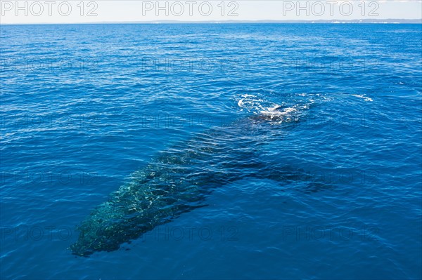 Humpback Whale (Megaptera novaeangliae)