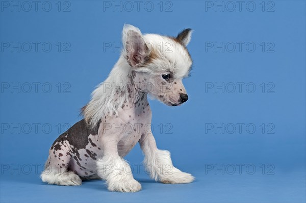 Chinese Crested Dog