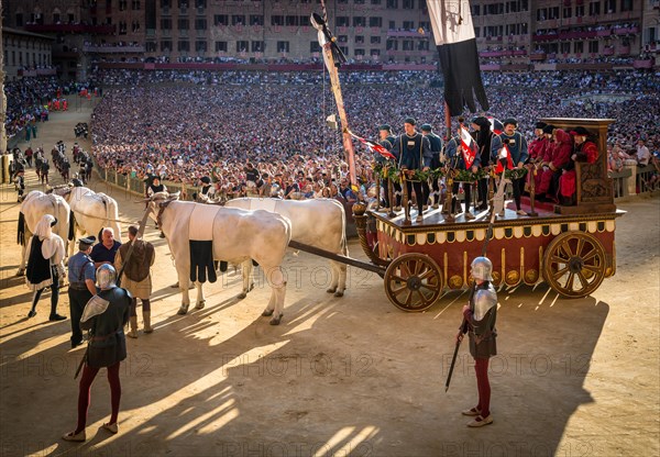 Bull carriage at the historical parade before the Palio di Siena horse race