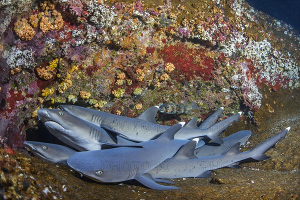 Whitetip Reef Sharks (Triaenodon obesus) at their resting place