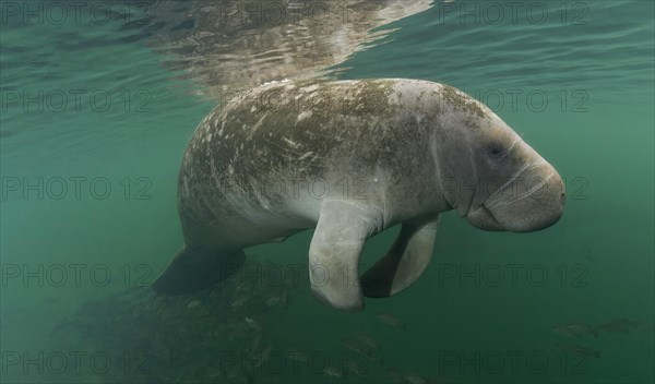 West Indian Manatee (Trichechus manatus)