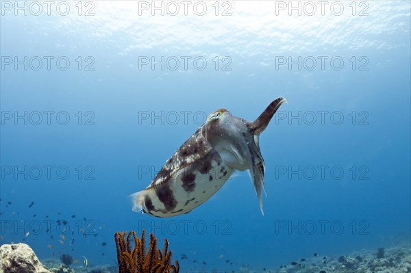 Broadclub cuttlefish (Sepia latimanus)