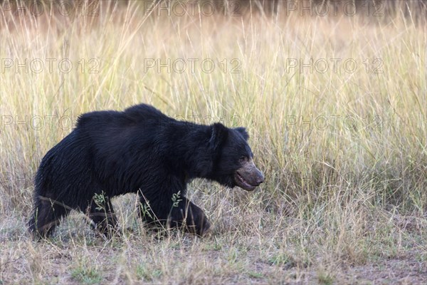 Sloth bear (Melursus ursinus)