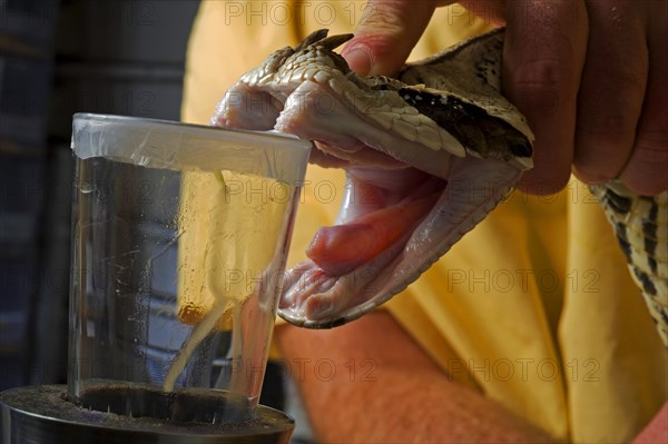 West african gaboon viper (Bitis rhinoceros)