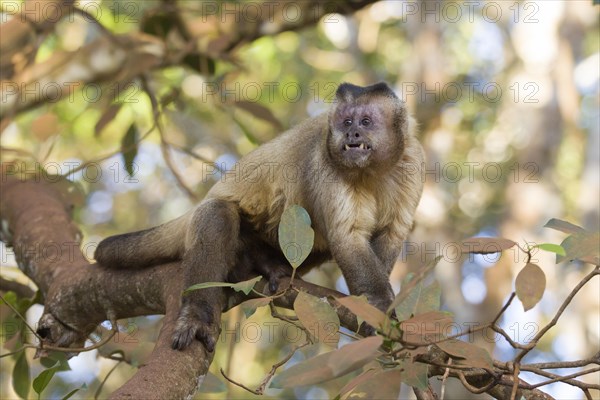 Tufted Capuchin (Cebus apella)