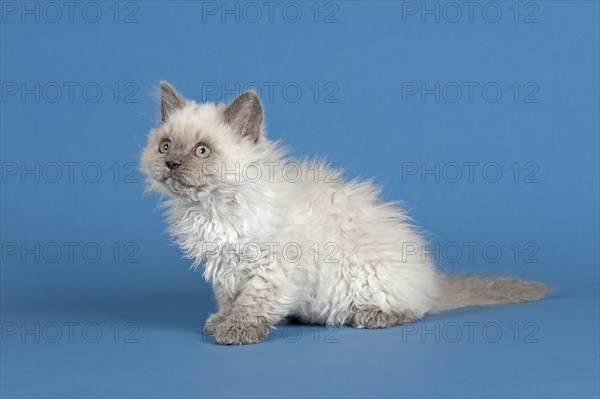 Selkirk Rex kitten