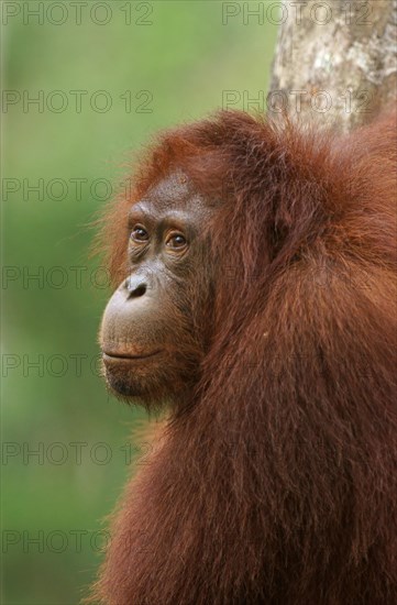 Bornean Orangutan (Pongo pygmaeus)