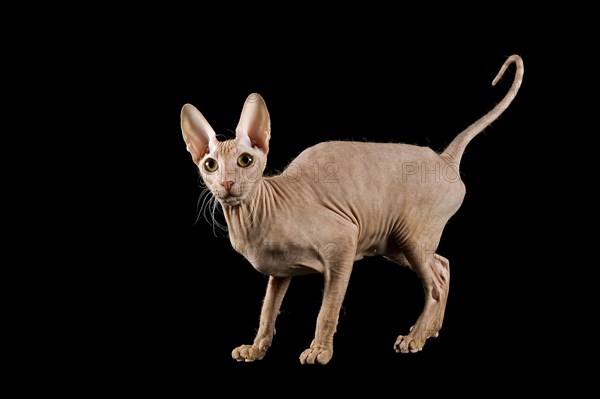 Peterbald cat