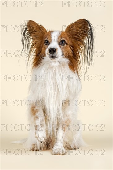 Papillon dog