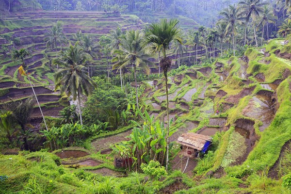 Rice terraces near Tegallalang