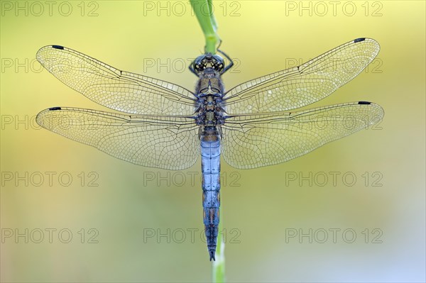 Black-tailed Skimmer (Orthetrum cancellatum)