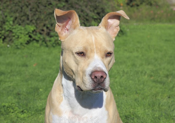 American Pit Bull Terrier