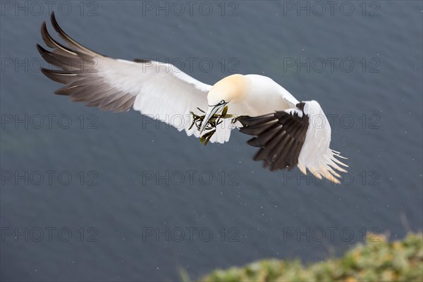 Northern Gannet (Morus bassanus)