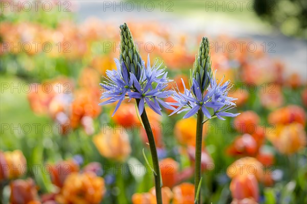 Great camas (Camassia leichtlinii)