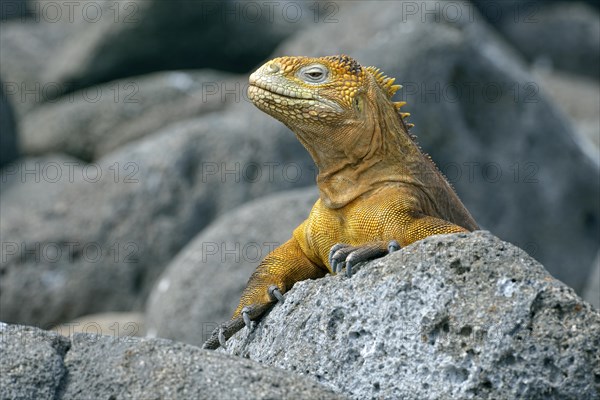 Galapagos land iguana (Conolophus subcristatus)