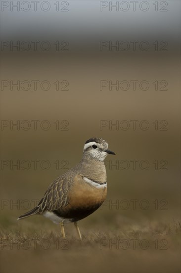 Dotterel (Charadrius morinellus)