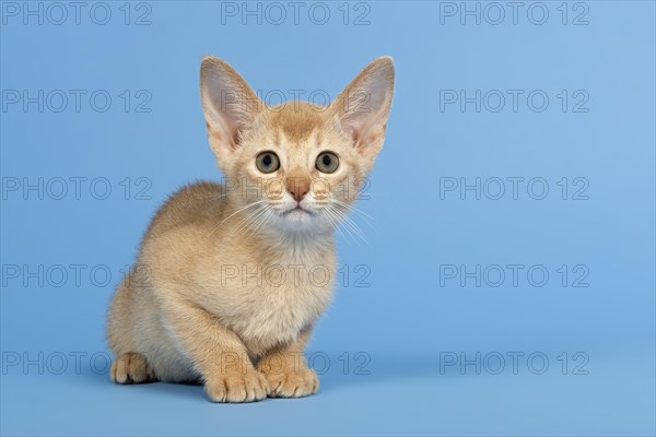 Abyssinian kitten