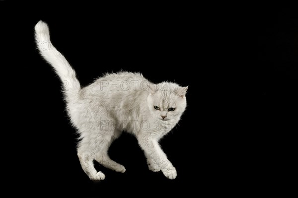 Selkirk Rex cat