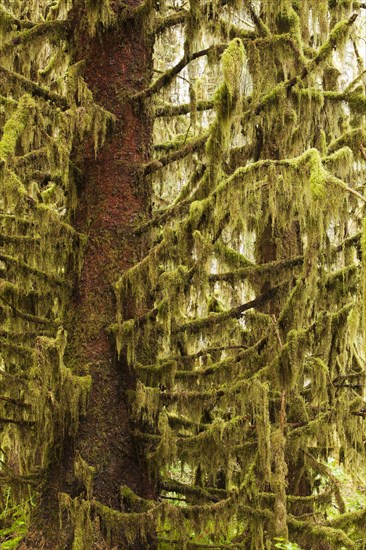 Hoh Rainforest